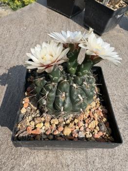 Gymnocalycium stellatum